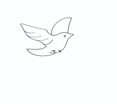 鸽子简笔画