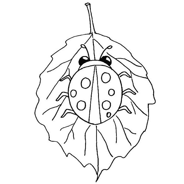 漂亮的七星瓢虫简笔画