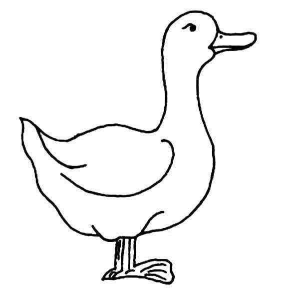 超简单的鸭子画法